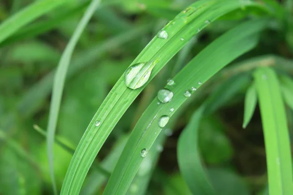 Dew on the green grass after the rain