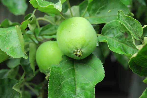 Malá Zelená Jablka Zahradě Dešti — Stock fotografie