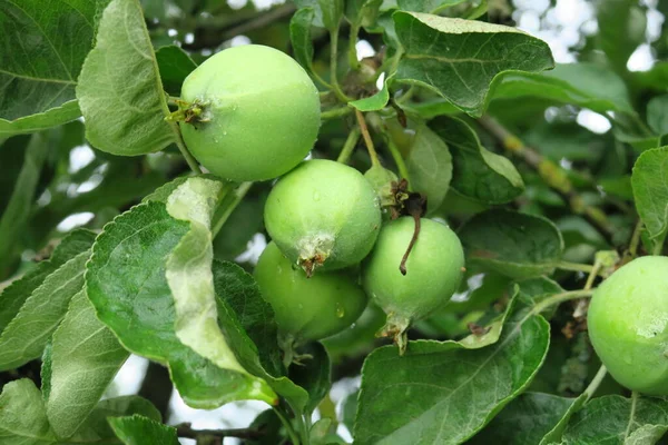 Little Green Apples Garden Rain — Stock Photo, Image