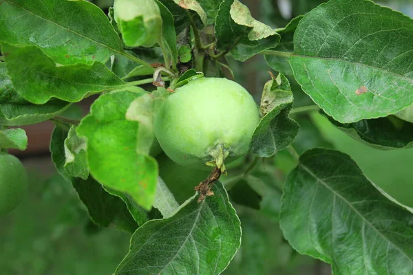 Kleine Groene Appels Tuin Regen — Stockfoto