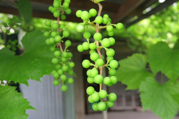 Zielone Winogrona Gałęzi Deszczu — Zdjęcie stockowe
