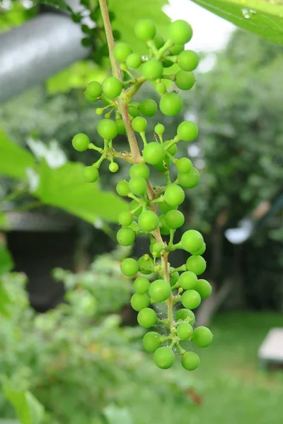 Green grapes on a branch after the rain