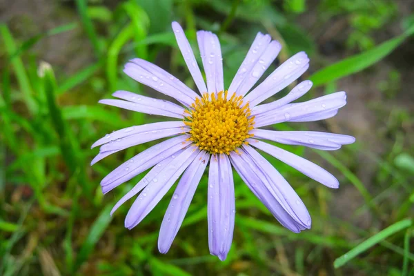 Beautiful Blue Yellow Flower Garden — Stock Photo, Image