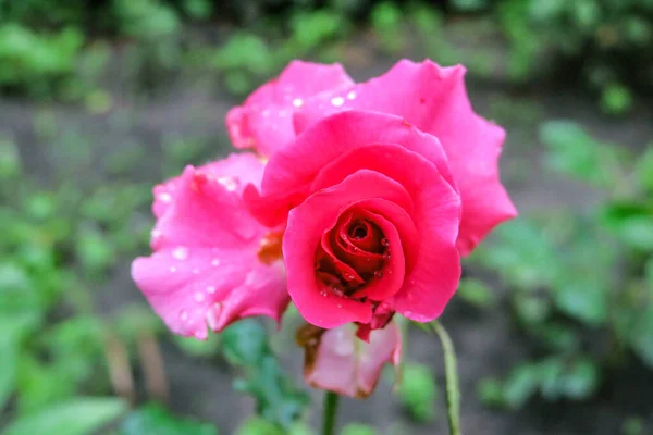 Rosa Vermelha Flor Jardim — Fotografia de Stock