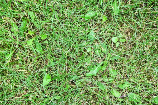 庭の緑の芝生の質感 — ストック写真