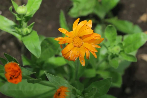 Çiçek Tarhındaki Bahçede Güzel Sarı Çiçek — Stok fotoğraf