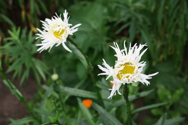 Schöne Duftende Blumen Park Der Stadt — Stockfoto