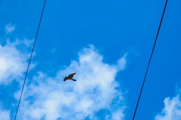 Güvercin Gökyüzünde Elektrik Hatlarında Yatıyor — Stok fotoğraf