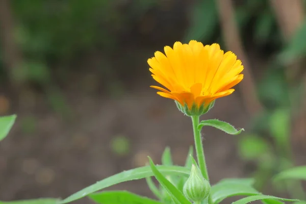 美丽的黄花在花园的花坛上 — 图库照片