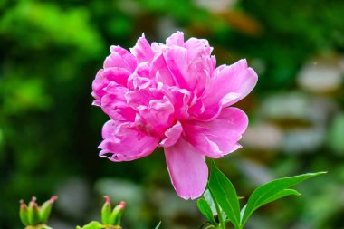 Bahçedeki güzel pembe şakayık çiçekleri