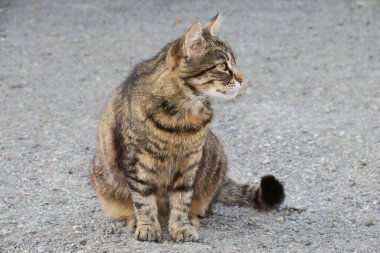 Güzel kaplan kedi yerde oturuyor.