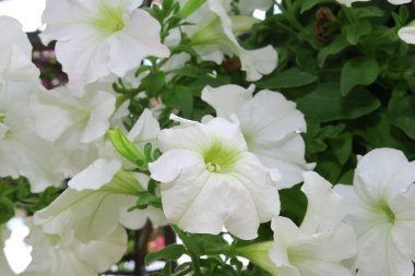 Şehirdeki parkta güzel kokulu çiçekler.