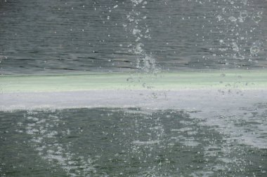 Parkın yakınındaki bir gölde çiçek açan su ve ekolojik bir felaket.