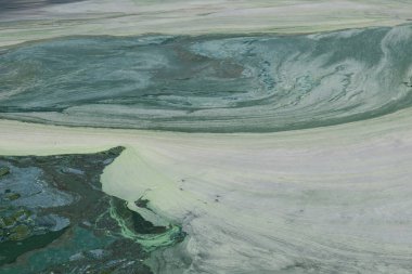 Parkın yakınındaki bir gölde çiçek açan su ve ekolojik bir felaket.