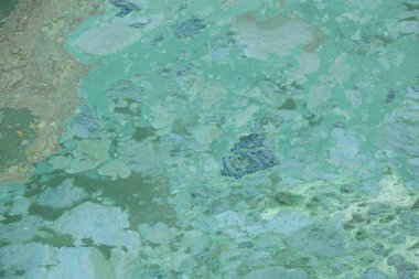 Parkın yakınındaki bir gölde çiçek açan su ve ekolojik bir felaket.