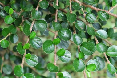 Parkta böğürtlenli yeşil süs çalısı
