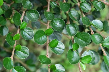 Parkta böğürtlenli yeşil süs çalısı