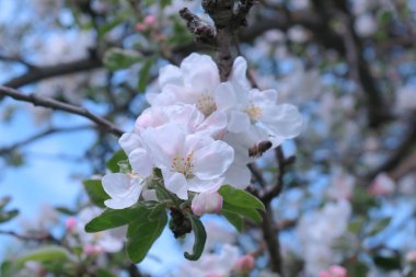 Ağaçtaki güzel beyaz elma ağacı