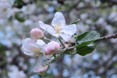 Ağaçtaki güzel beyaz elma ağacı