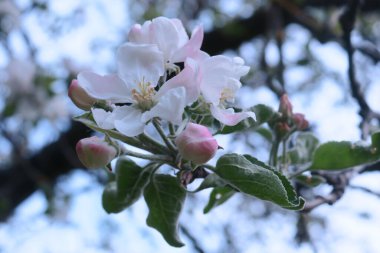Ağaçtaki güzel beyaz elma ağacı