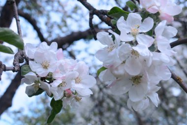 Ağaçtaki güzel beyaz elma ağacı