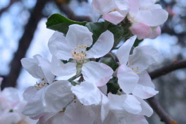 Ağaçtaki güzel beyaz elma ağacı