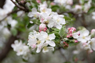 Ağaçtaki güzel beyaz elma ağacı