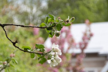 Ağaçtaki güzel beyaz elma ağacı