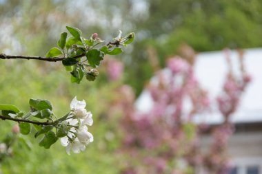 Ağaçtaki güzel beyaz elma ağacı