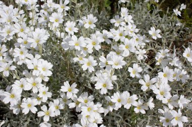 Güzel kır çiçekleri ve çimenler