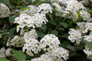 Güzel kır çiçekleri ve çimenler