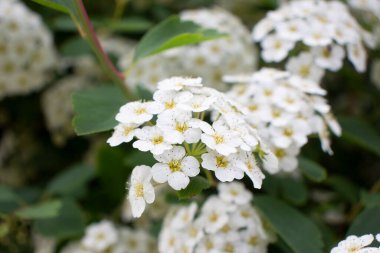 Güzel kır çiçekleri ve çimenler