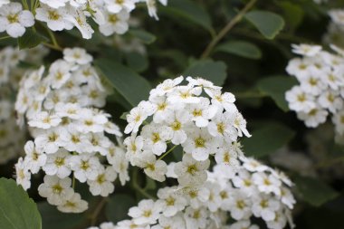 Güzel kır çiçekleri ve çimenler