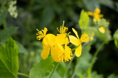 Güzel sarı kır çiçekleri ve çimenler