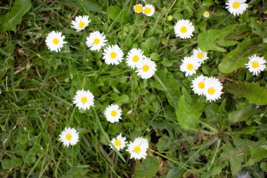Güzel kır çiçekleri ve çimenler