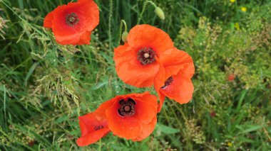 Güzel kırmızı haşhaş çiçeği yol kenarında