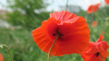 Güzel kırmızı haşhaş çiçeği yol kenarında