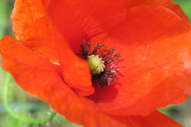Güzel kırmızı haşhaş çiçeği yol kenarında