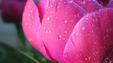 Bahçedeki güzel şakayık çiçeği