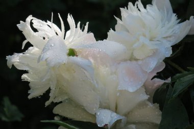 Bahçedeki güzel şakayık çiçeği