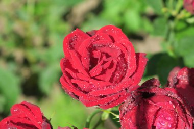 Bahçede su damlaları olan kırmızı güller