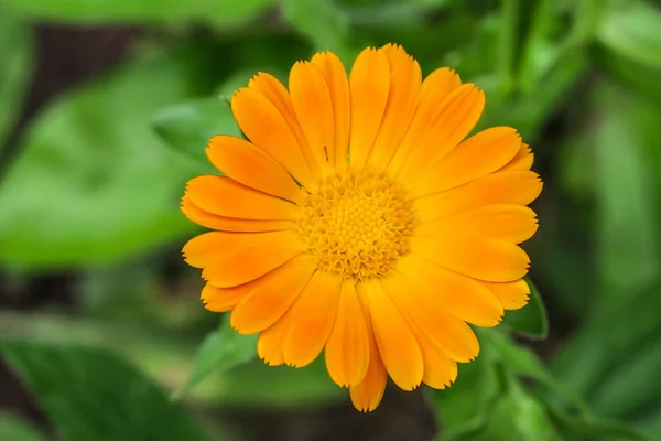 Gyönyörű Sárga Virág Kertben Virágágyáson — Stock Fotó
