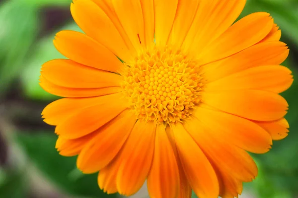 Schöne Gelbe Blume Garten — Stockfoto