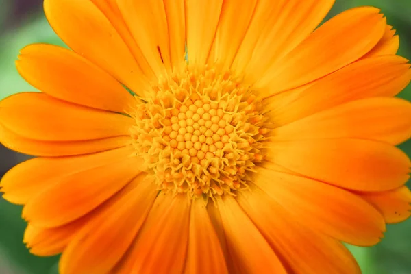 Hermosa Flor Amarilla Jardín Parterre —  Fotos de Stock