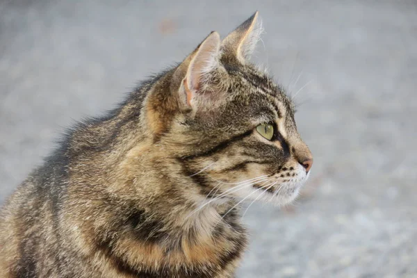 地面に座っている美しいトラ猫 — ストック写真