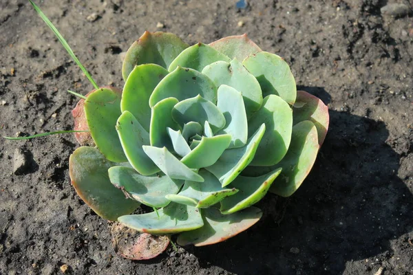 Plantas Ornamentales Verdes Sobre Parterre Parque —  Fotos de Stock