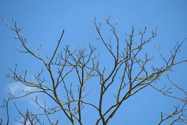 Oude Droge Kastanjeboom Hemelse Achtergrond — Stockfoto