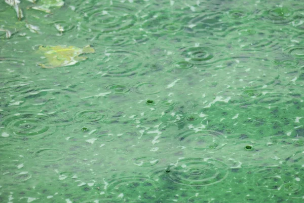 Blühendes Wasser Einem Teich Der Nähe Des Parks Und Eine — Stockfoto