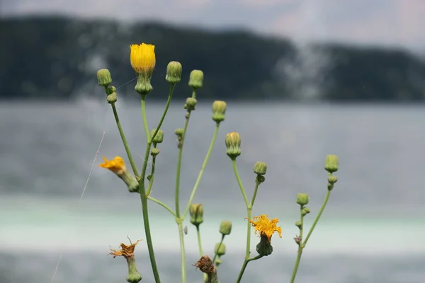 Yellow Dandelion Flowers Pond — Stock Photo, Image