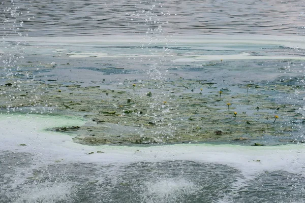 Acqua Fiore Uno Stagno Vicino Parco Una Catastrofe Ecologica — Foto Stock